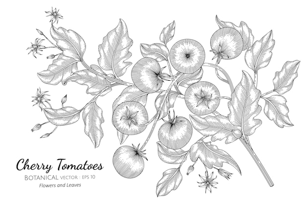 Wiśniowy pomidor w ręcznie rysowane ilustracji botanicznych