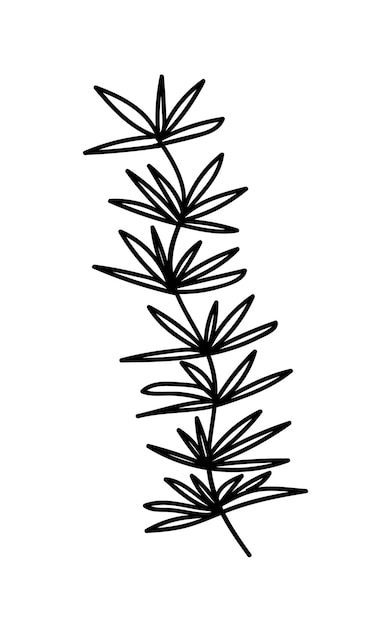 Plik wektorowy wodorosty wektor doodle ilustracja ręcznie rysowane tuszem ilustracja roślin wodorostów