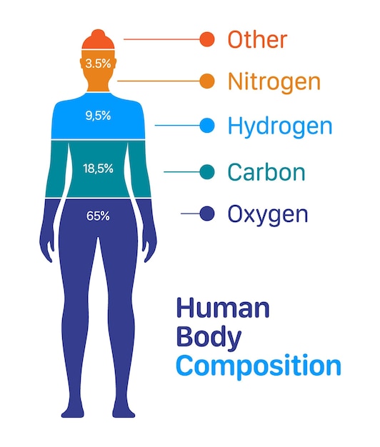 Wykres Wektorowy Składu Ciała Kobiety Procentowa Lista Pierwiastków Chemicznych W Ludzkim Ciele