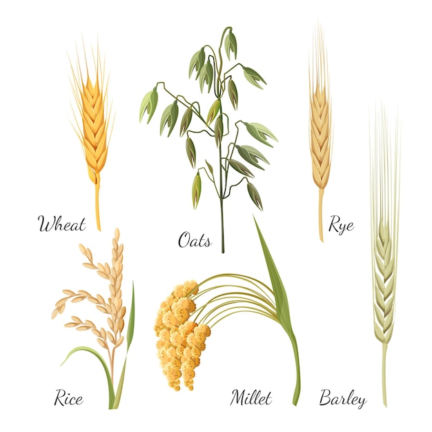 Plik wektorowy wzór ze zbóż w realistycznym stylu na białym tle. trawa jęczmienna, pszenica złota, jedno żyto, ziarna ryżu, proso żółte i owies zielony