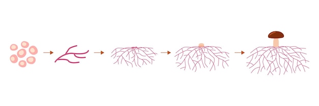 Plik wektorowy wzrost cyklu życiowego grzyba grzybnia z zarodników kiełkowanie zarodników ekspansja i formacja grzybni