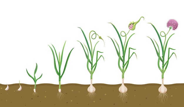 Wzrost Czosnku W Cyklu Glebowym Uprawy Warzyw Cykl Wzrostu Roślin W Biologii