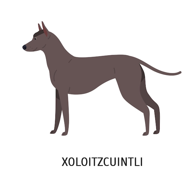 Xoloitzcuintli Lub Xolo. śliczny śliczny Meksykański Bezwłosy Pies Odizolowywający Na Białym Tle. Wspaniałe Rasowe Zwierzę Domowe Lub Zwierzę Domowe O Eleganckim Ciele. Kolorowa Ilustracja Wektorowa W Stylu Płaskiej Kreskówki.