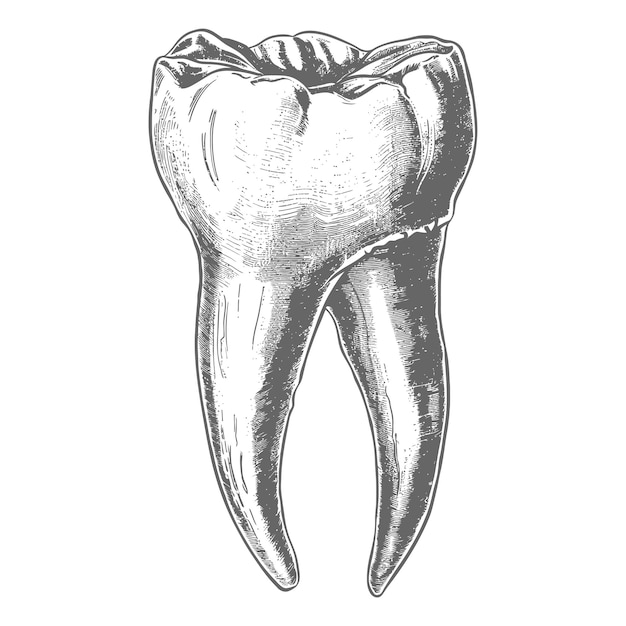 Plik wektorowy ząb w jamie z starym stylem grawerowania tylko czarny kolor