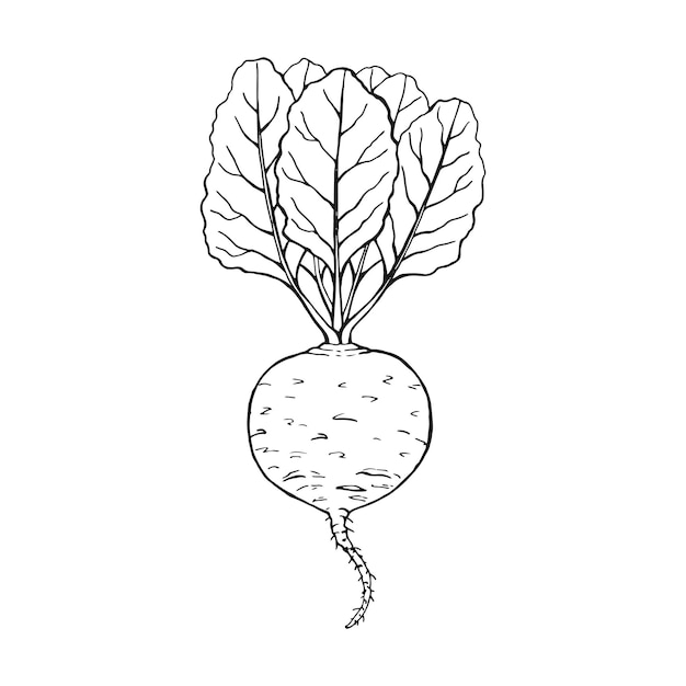 Plik wektorowy zarys buraków ręcznie rysowane ilustracji wektorowych produkt na rynku rolnym na białym tle warzywo