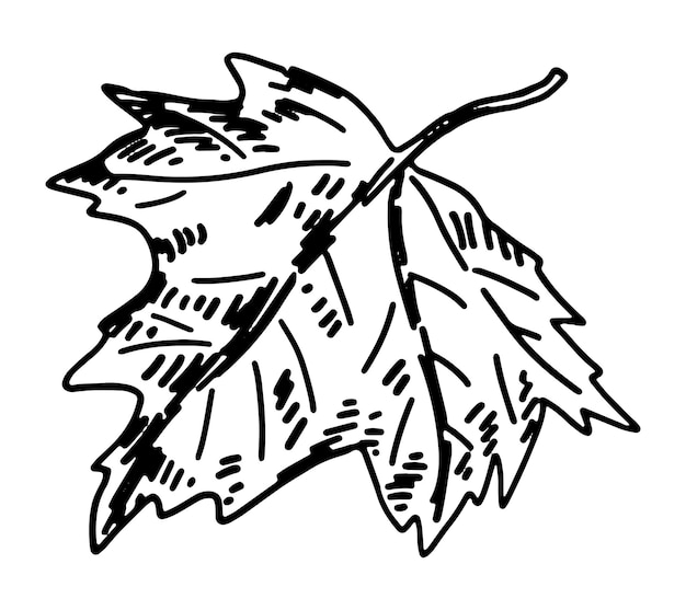 Zarys Clipart Liścia Klonu Doodle Jesiennego Atrybutu Botaniki Ręcznie Rysowane Ilustracji Wektorowych Izolowane Na Białym Tle
