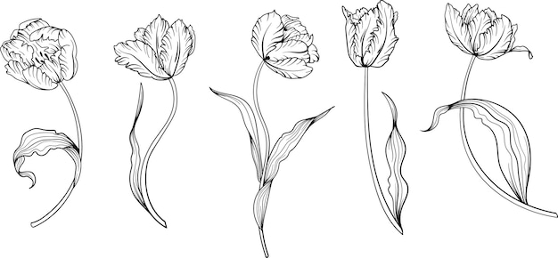 Zarys Tulipan Linii Sztuki Ręcznie Rysowane Kwiaty Tulipany Wektor Kwiatowy Ilustracja