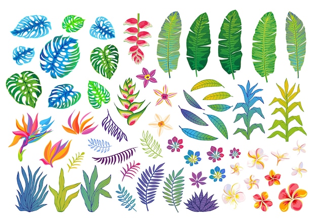 Plik wektorowy zbiór abstrakcyjnych roślin tropikalnych, kwiatów, liści dżungli ilustracja