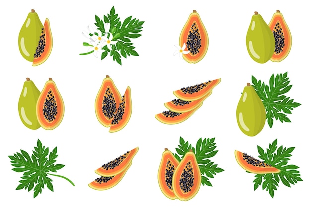 Zbiór Ilustracji Z Egzotycznych Owoców Papai, Kwiatów I Liści Na Białym Tle