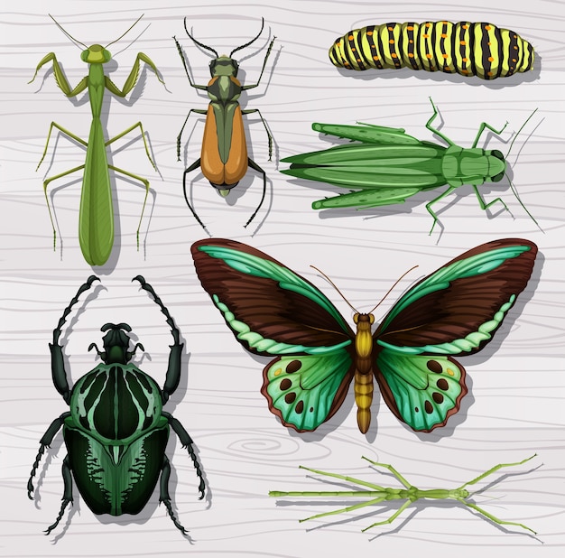 Zbiór różnych owadów na tle białej tapety drewniane
