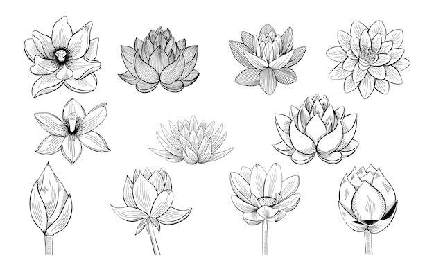 Zbiór szkiców lotosu.