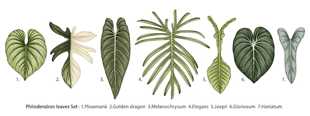 Plik wektorowy zbiór tropikalnych liści filodendron na białym tle