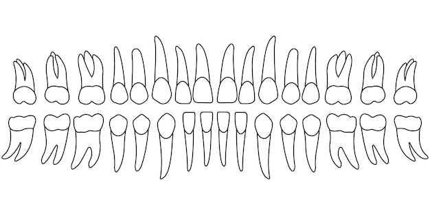 Plik wektorowy zęby wykresu zębów
