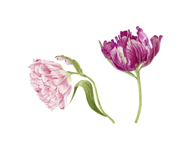 Zestaw akwarelowych różowych i czerwonych kwiatów tulipanów