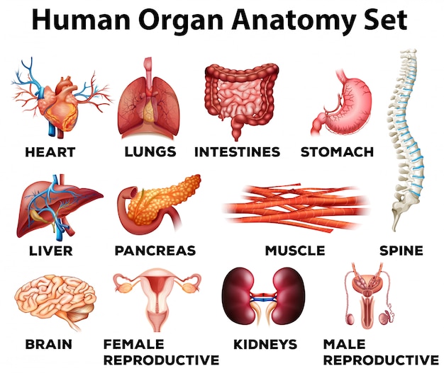 Plik wektorowy zestaw anatomii narządów ludzkich