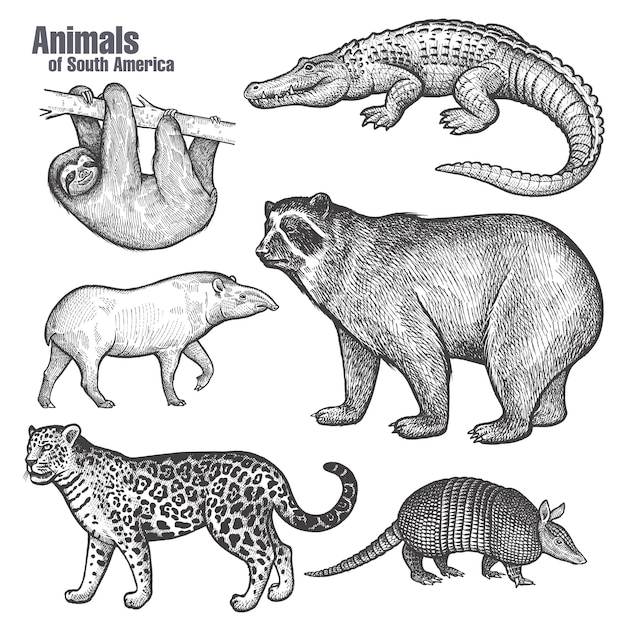 Zestaw Animals Of South America.