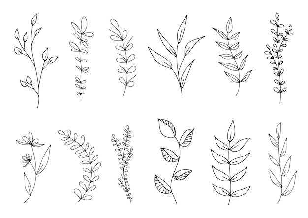 Zestaw Botanicznych Linii Sztuki Kwiatowy Liści Roślin Ręcznie Rysowane Szkic Oddziałów Na Białym Tle Vector