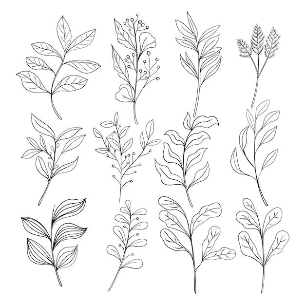 zestaw botanicznych listów, rysunków, dzikich kwiatów, linii artystycznych