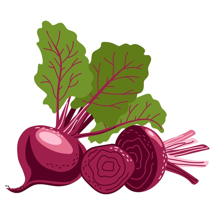 Wektor zestaw buraków burgundowych w całości zdrowe warzywa ręcznie rysowane ilustracja na białym tle