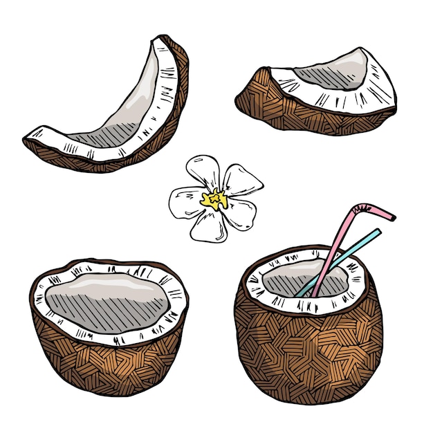Zestaw Clipartów Kokosowych Ręcznie Rysowane Ikony Orzecha Tropikalna Ilustracja Do Druku Projektowanie Stron Internetowych