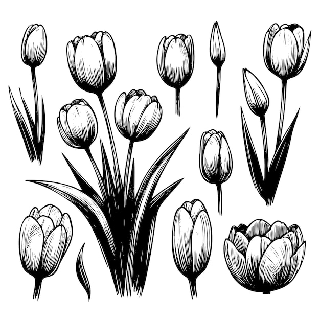 Plik wektorowy zestaw czarnych i białych kwiatów z łodygami