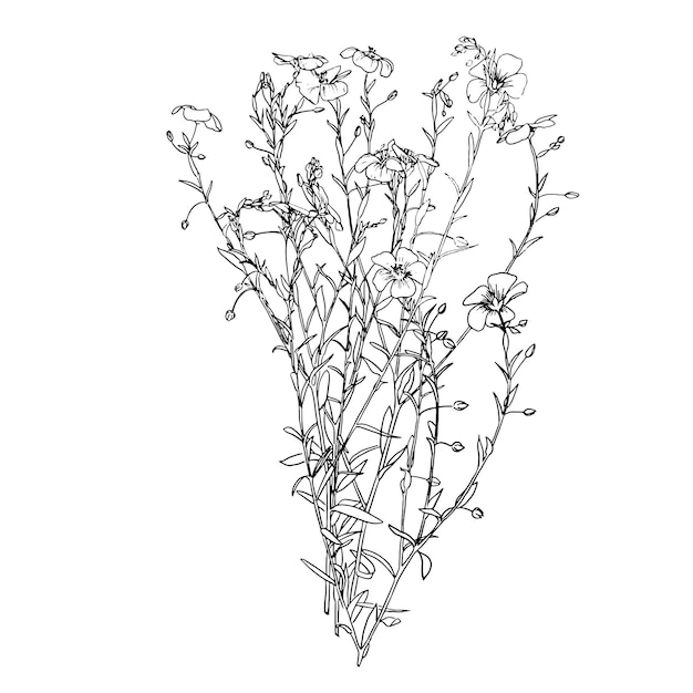 Plik wektorowy zestaw do rysowania roślin i kwiatów lnu szczegółowy szkic botaniczny dla organicznej medycyny kosmetycznej aromathe