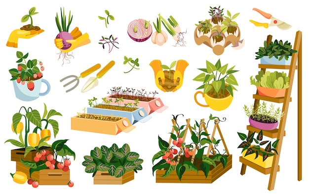 Zestaw Drewnianych Pudełek Ogrodowych Z Roślinami I Warzywami