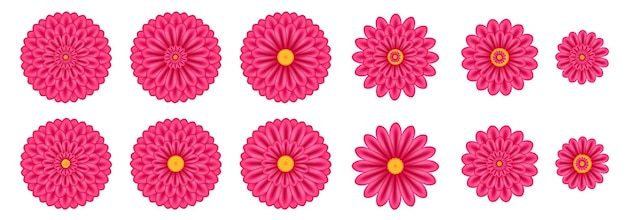Zestaw egzotycznych tropikalnych różowych kwiatów Zinnia Chrysanthemum lub Dahlia kwiaty Fuksja różowe odcienie