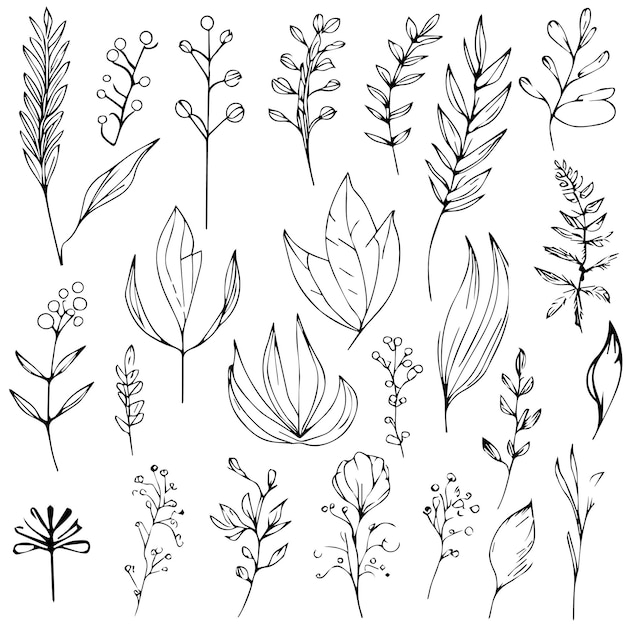 zestaw elementów botanicznych Handdrawn wektor botaniczny szkic liść grafik