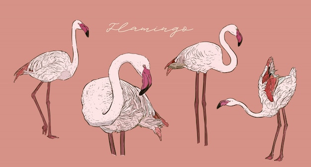 Zestaw Flamingo, Ręcznie Rysować Szkic Wektor.