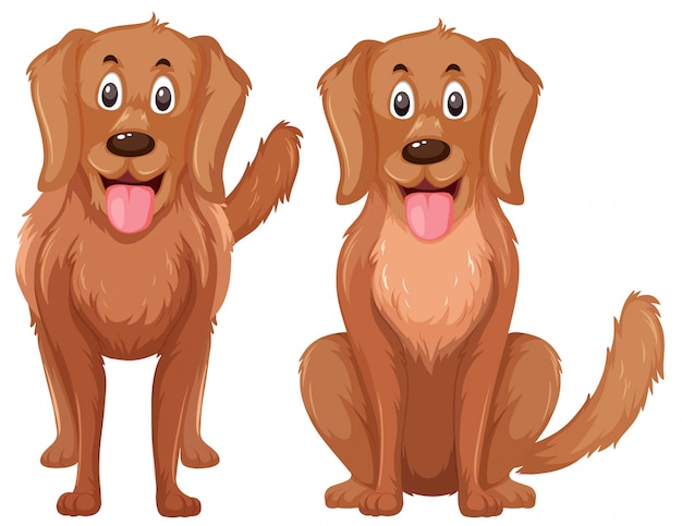 Zestaw golden retriever