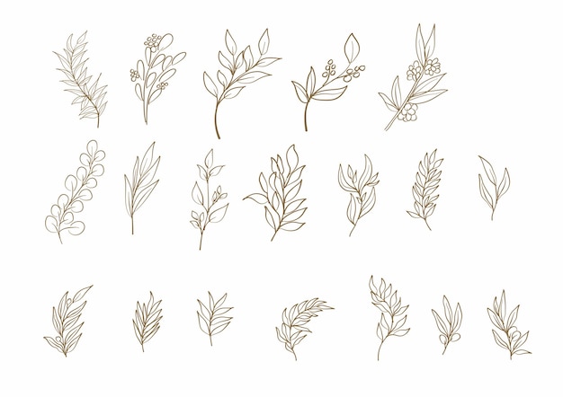 Zestaw grafik liniowych doodle dzikich kwiatów liści botanicznych