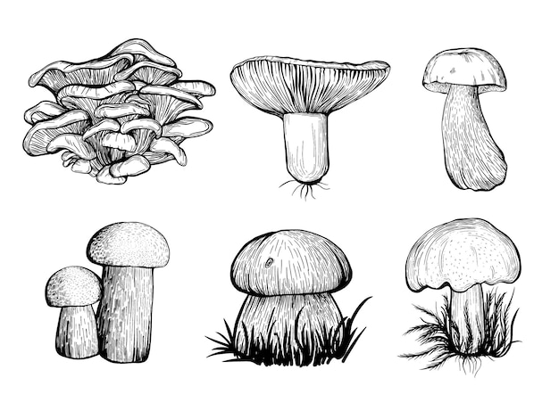 Plik wektorowy zestaw grzybów leśnych. ilustracja wektorowa
