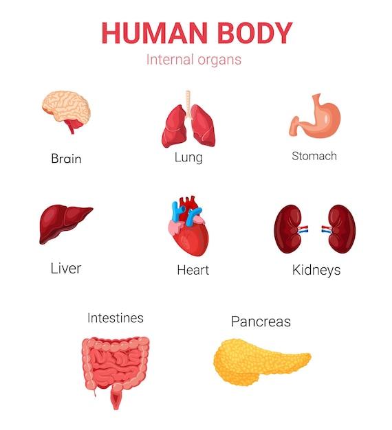 Plik wektorowy zestaw ikon realistycznych ludzkich narządów wewnętrznych z płucami, nerkami, żołądkiem, jelitami, mózgiem, sercem, wątrobą.