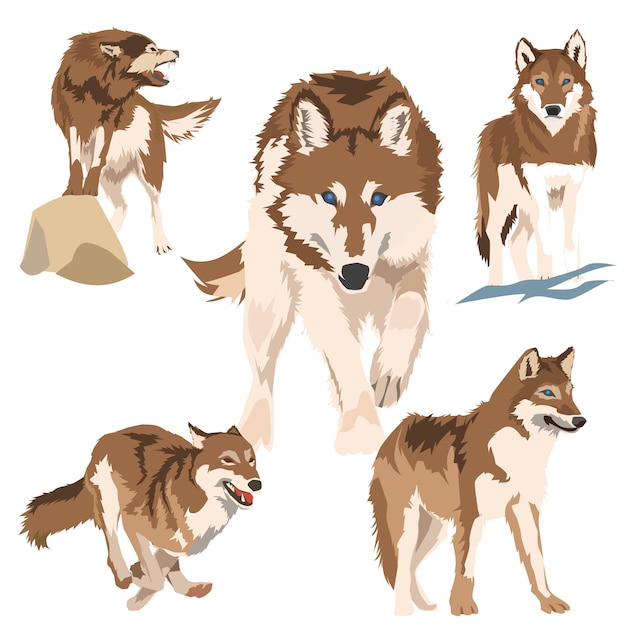 Plik wektorowy zestaw ilustracji dzikiego wilka
