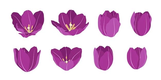 Zestaw Ilustracji Kwitnących Kwiatów Fioletowego Tulipana