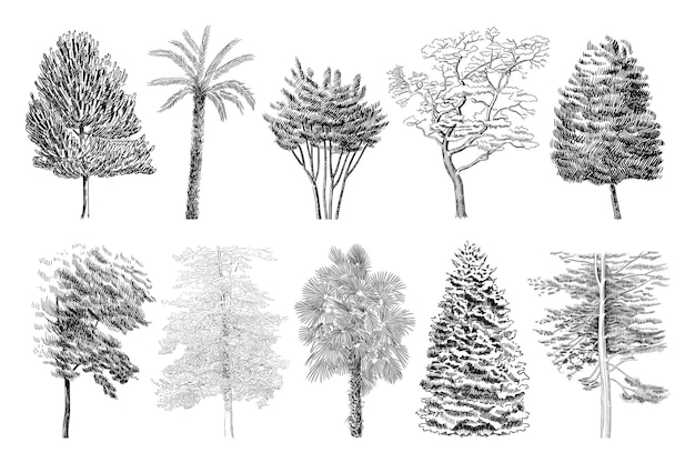 Zestaw Ilustracji Różnych Drzew