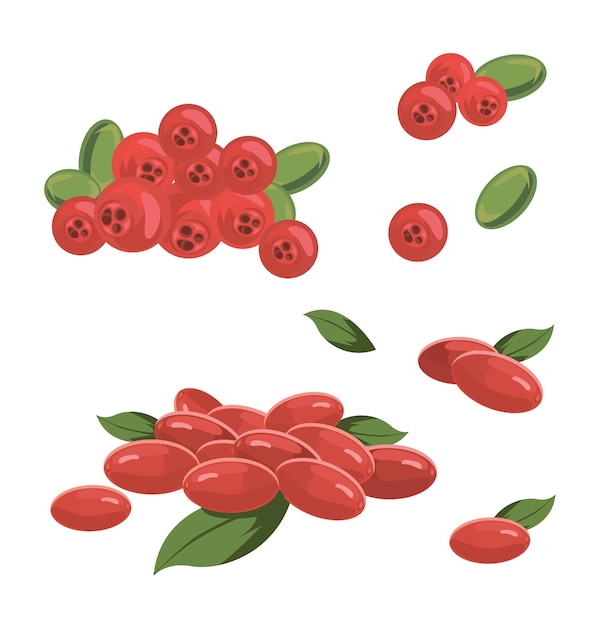 Plik wektorowy zestaw ilustracji z egzotycznymi owocami i liśćmi derenia na białym tle zestaw ikon na białym tle wektor