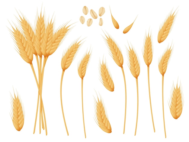 Plik wektorowy zestaw kłosów pszenicy ziarna zbóż motyw rolnictwa lub piekarnictwa