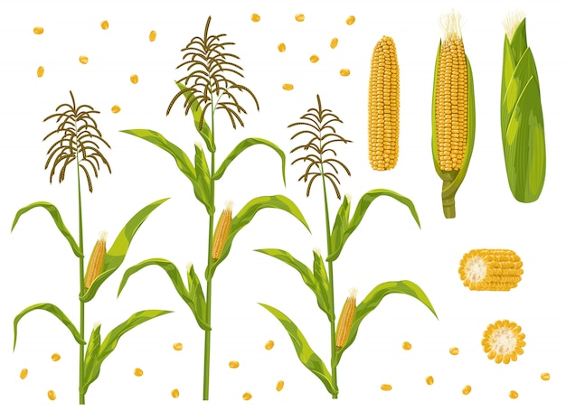 Plik wektorowy zestaw kolb kukurydzy, ziarna i kukurydzy