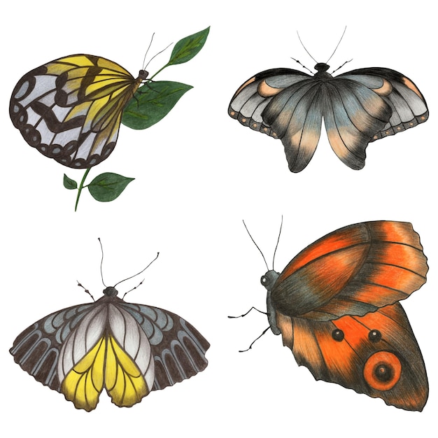 Zestaw kolorowych ilustracji ręcznie rysowane motyle