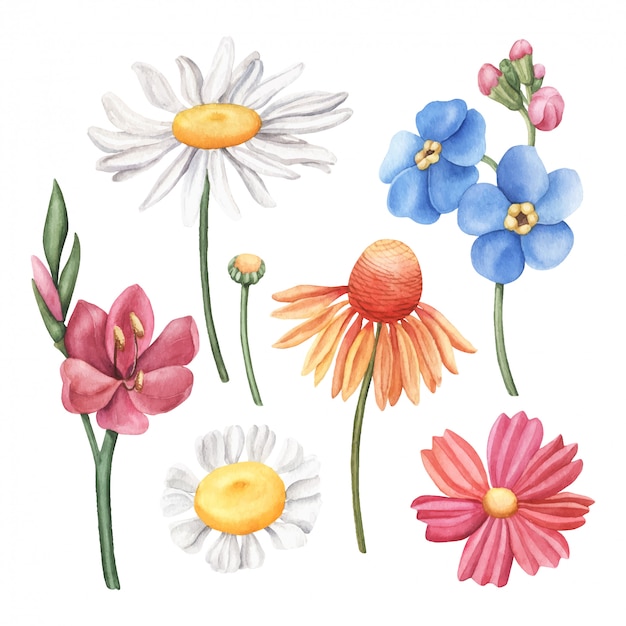 Zestaw kolorowych ręcznie rysowane akwarela dzikich kwiatów