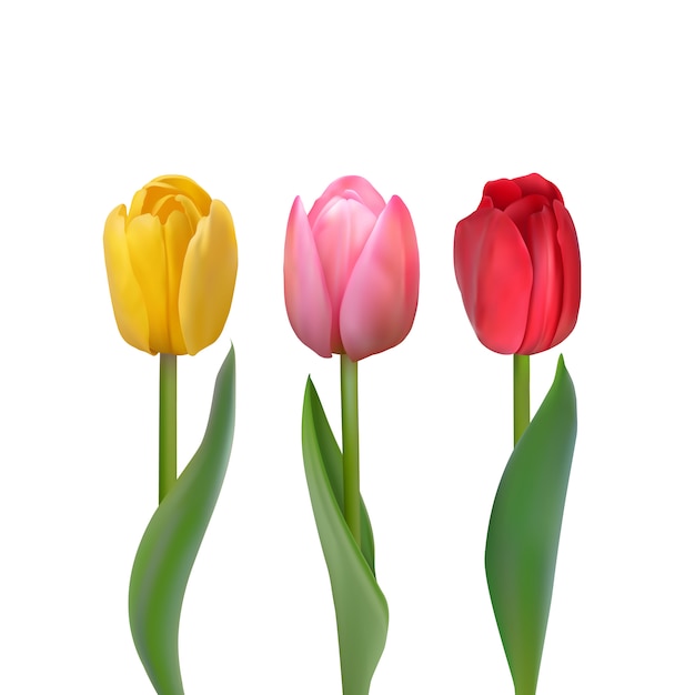 Zestaw kolorowych tulipanów