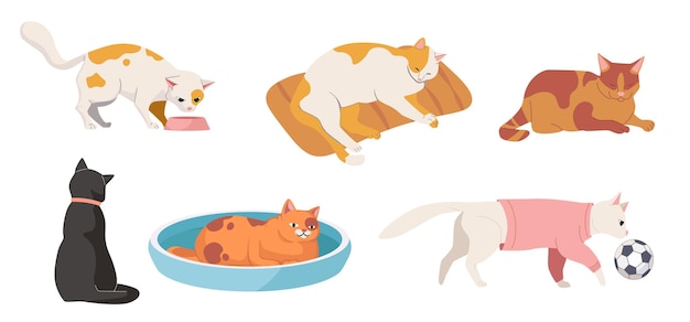 Plik wektorowy zestaw kotów w różnych pozach. słodkie leniwe zwierzaki spać, siedzieć, bawić się piłką, nosić ubrania, jeść i chodzić. styl życia śmieszne kocięta na białym tle. ilustracja kreskówka wektor
