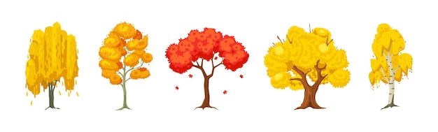 Zestaw kreskówka jesień drzewo. Osika, brzoza, dąb, klon, wierzba z liśćmi.