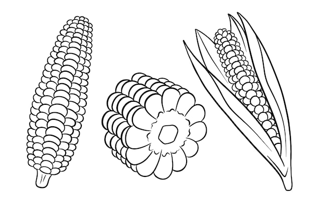 Plik wektorowy zestaw kukurydzy. świeże kolby kukurydzy z liśćmi i bez. w stylu linii. ilustracja wektorowa do projektowania i dekoracji.