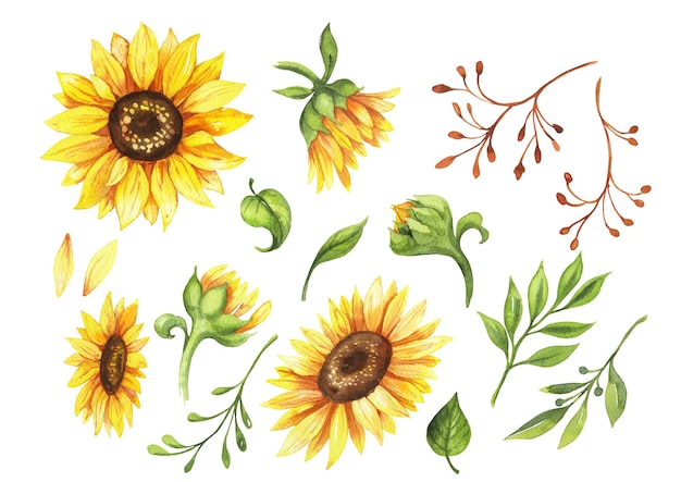 zestaw kwiatów akwarelowych elementów słoneczniki