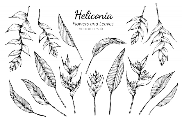 Zestaw Kwiatów Heliconia I Liści Rysunku Ilustracji.