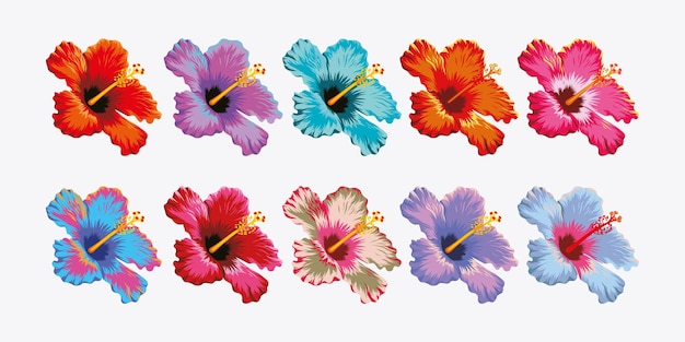 Zestaw Kwiatów Hibiskusa Premium Pack