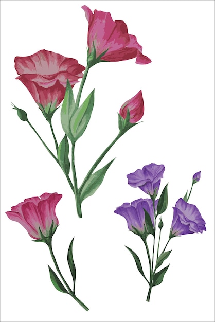 Zestaw kwiatów lisianthus eustoma wektor